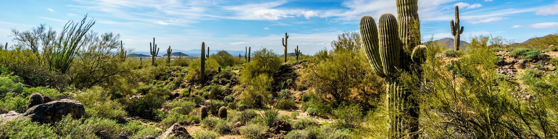 A desert landscape with multiple tall cacti and sparse vegetation under a clear blue sky.