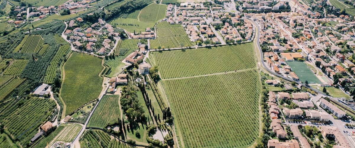 Green vineyards in Negrar Valpolicella. Verona, Italy. Drone