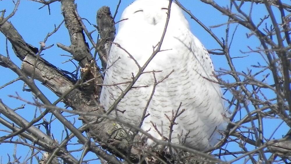 Our winter of snowy owl visits was amazing! 2015
