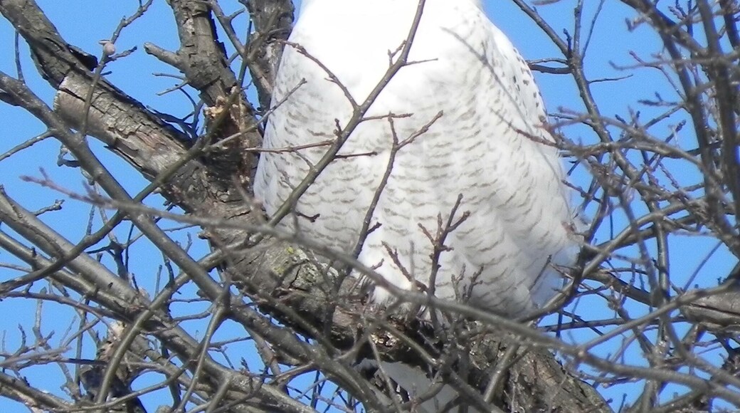 Our winter of snowy owl visits was amazing! 2015