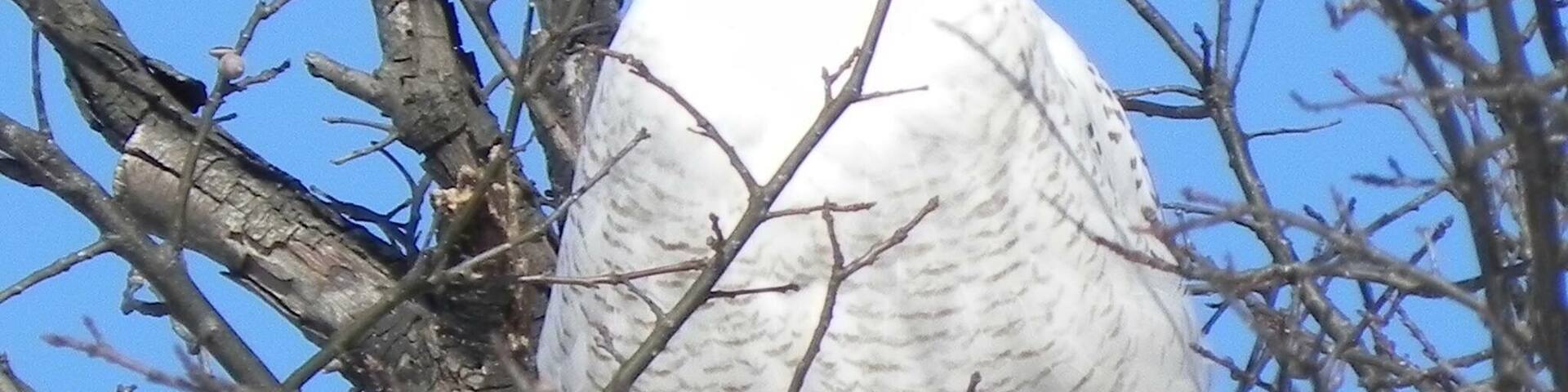 Our winter of snowy owl visits was amazing! 2015