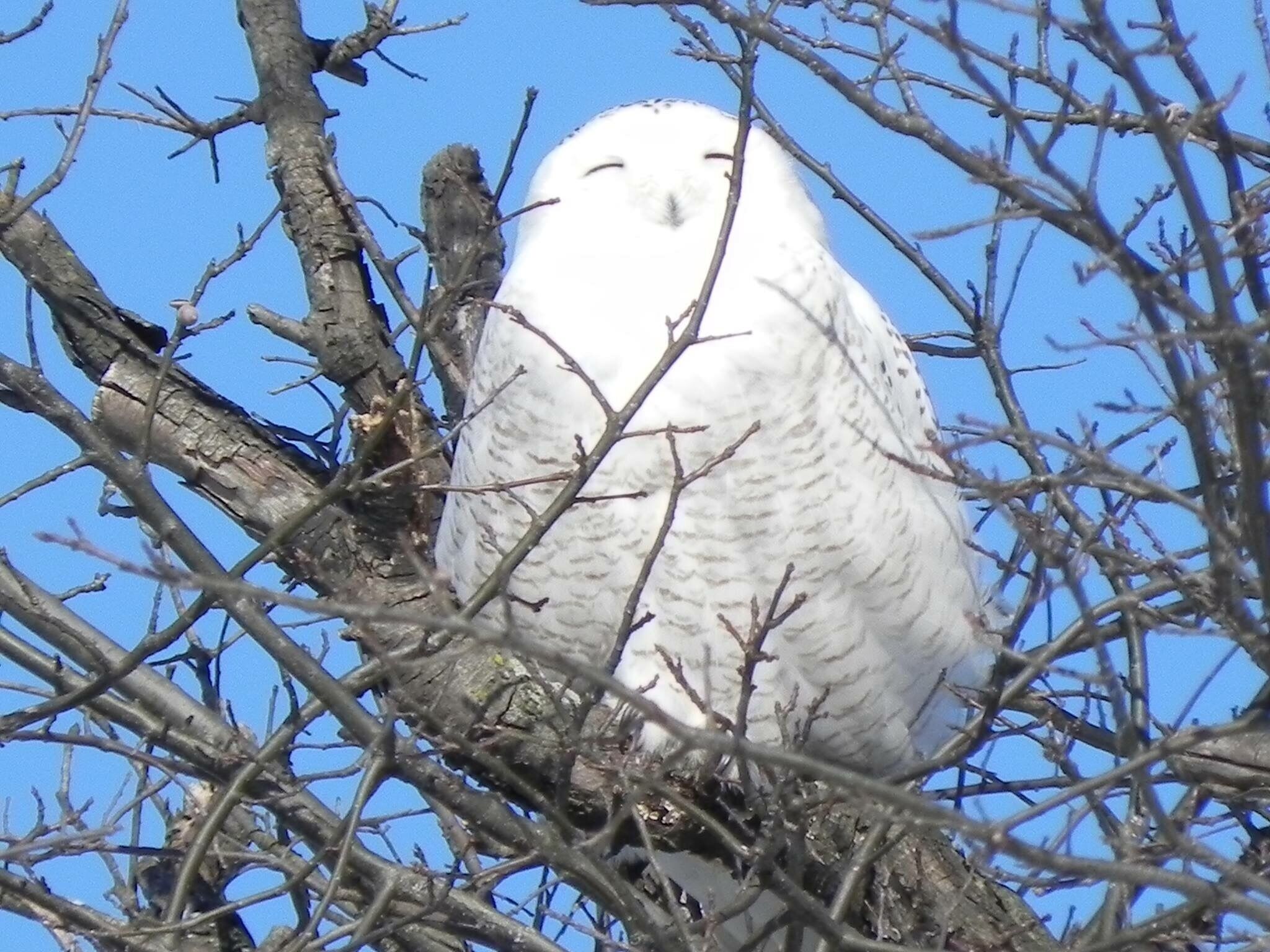 A white owl perched on a tree branch.