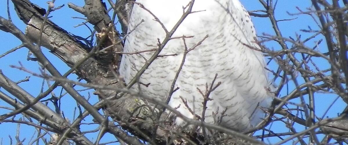 A white owl perched on a tree branch.