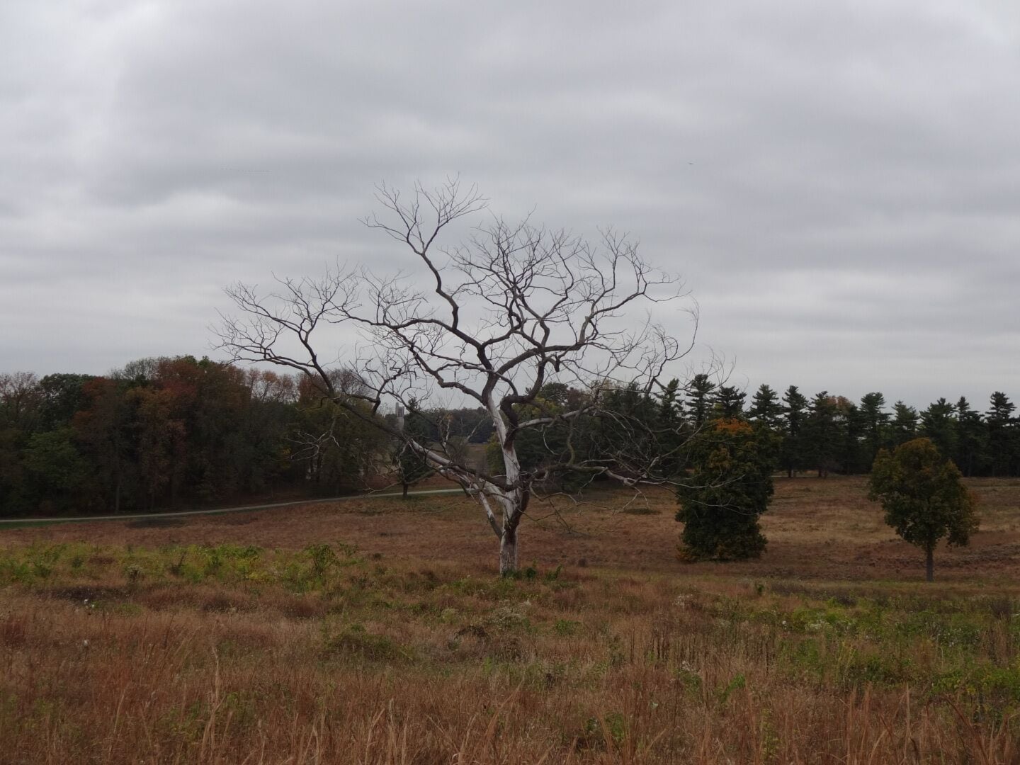 The stoic skeletal silhouette stands out along the meadow. All that's missing to complete the mood is a murder of crows perched precariously on the branches.

#treetrove 