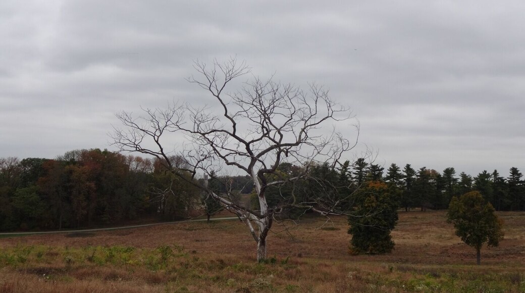 The stoic skeletal silhouette stands out along the meadow. All that's missing to complete the mood is a murder of crows perched precariously on the branches.
#treetrove