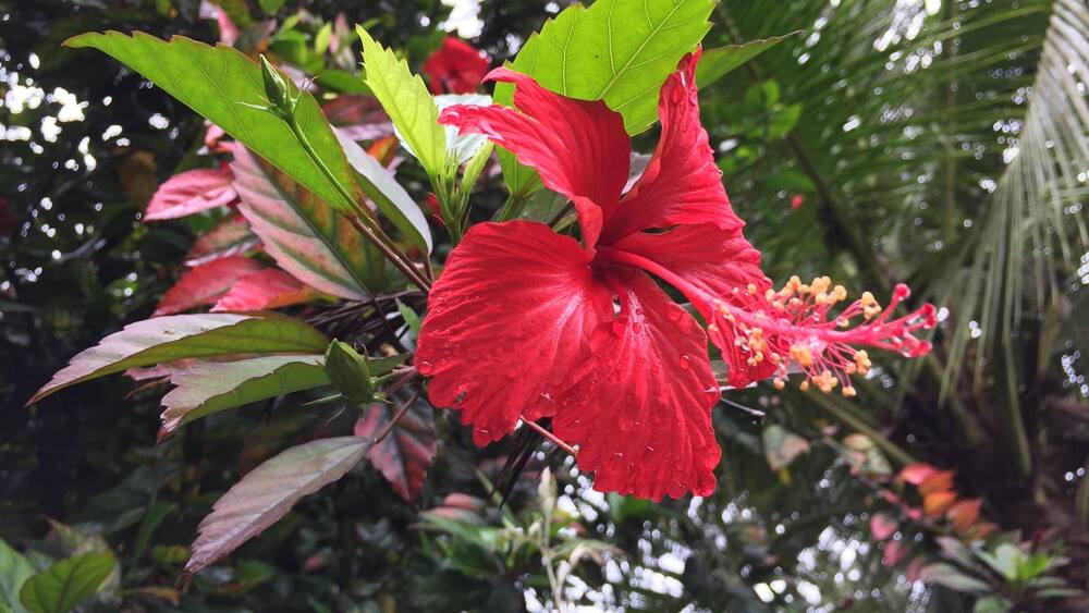 A red hibiscus flower with water droplets, surrounded by green leaves and other foliage.