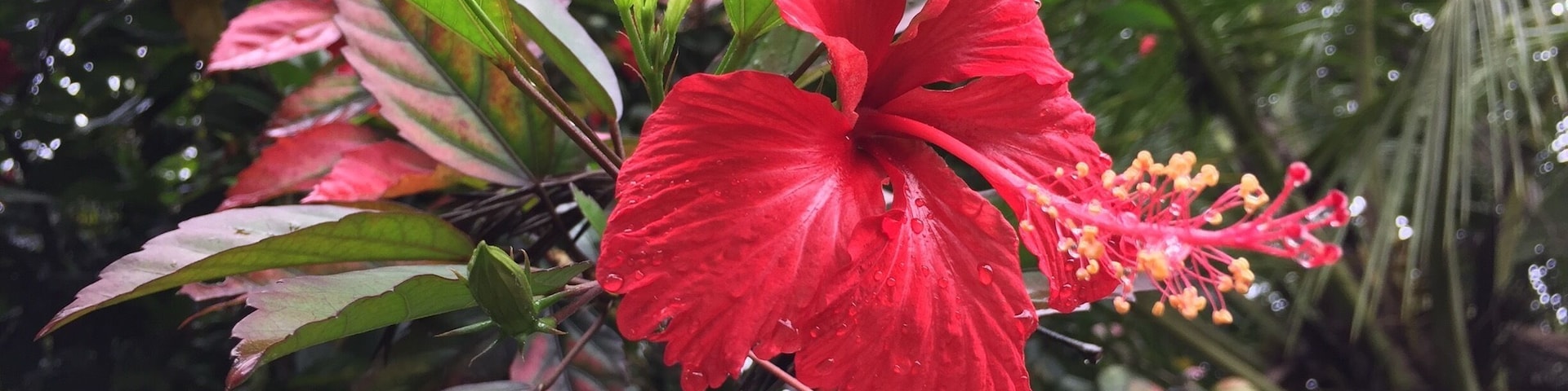 Hibiscus