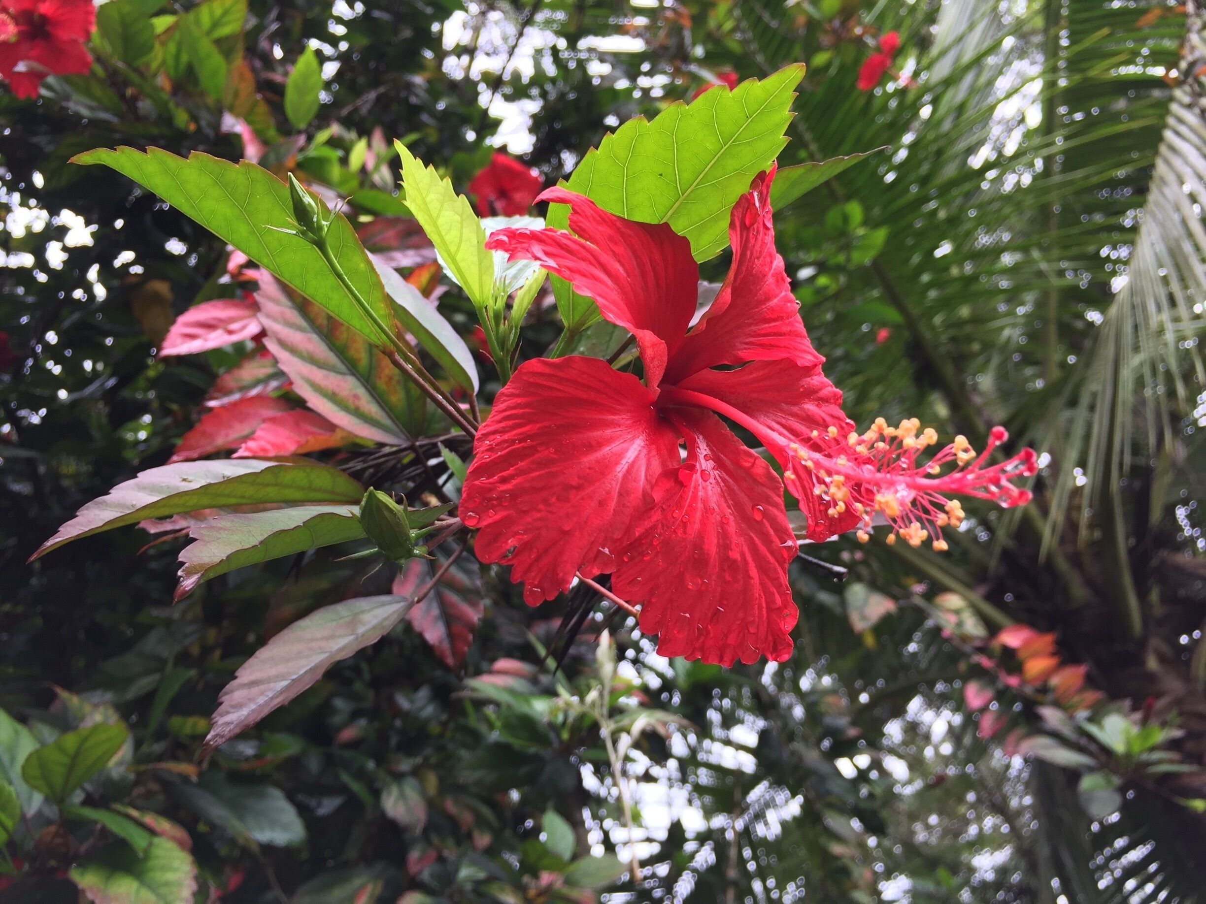 A red hibiscus flower with water droplets, surrounded by green leaves and other foliage.