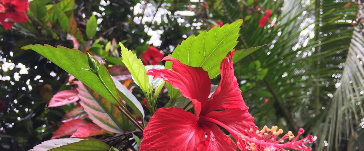 A red hibiscus flower with water droplets, surrounded by green leaves and other foliage.