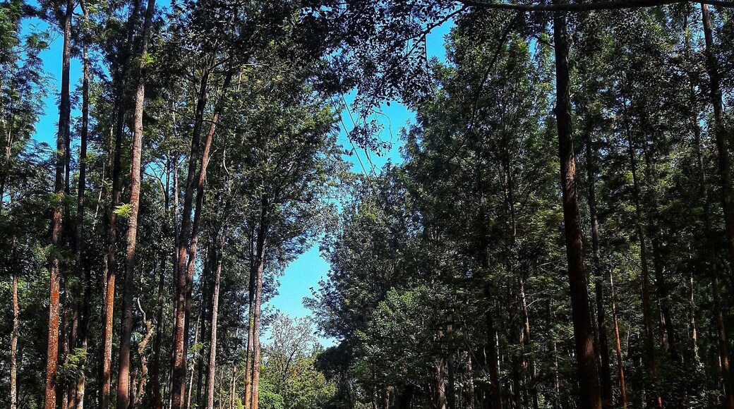 The forests of Chikmaglur where one would love to get lost.
#IncredibleIndia