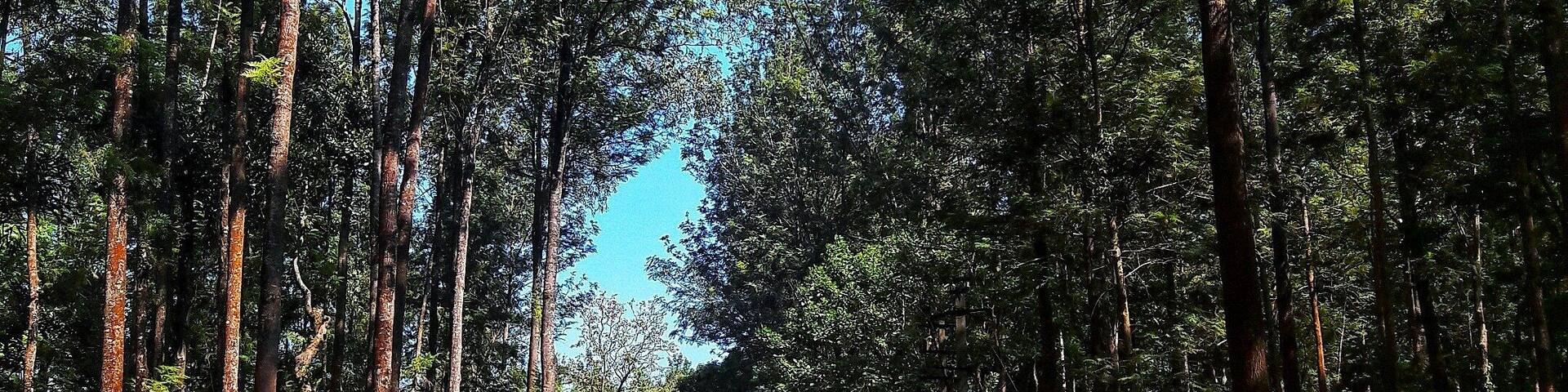 The forests of Chikmaglur where one would love to get lost.
#IncredibleIndia