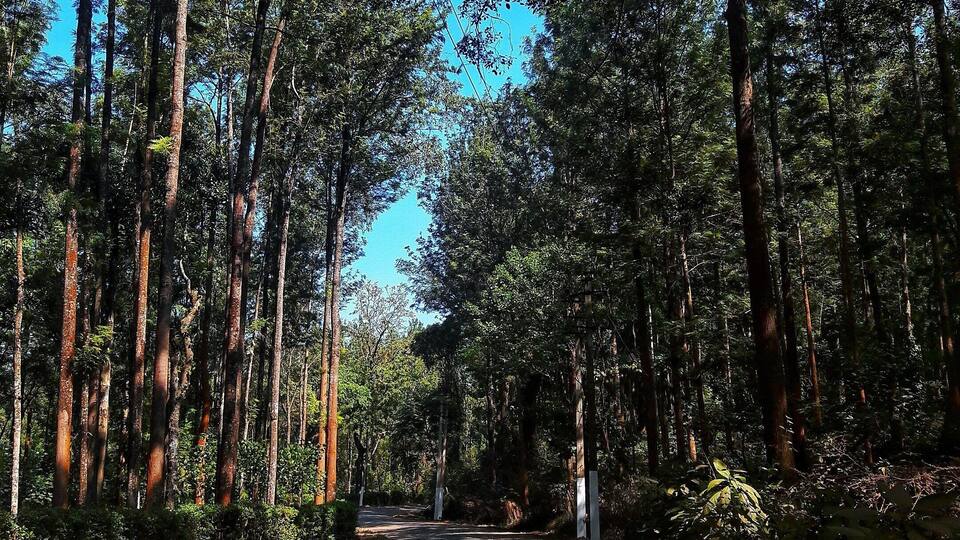 The forests of Chikmaglur where one would love to get lost.
#IncredibleIndia