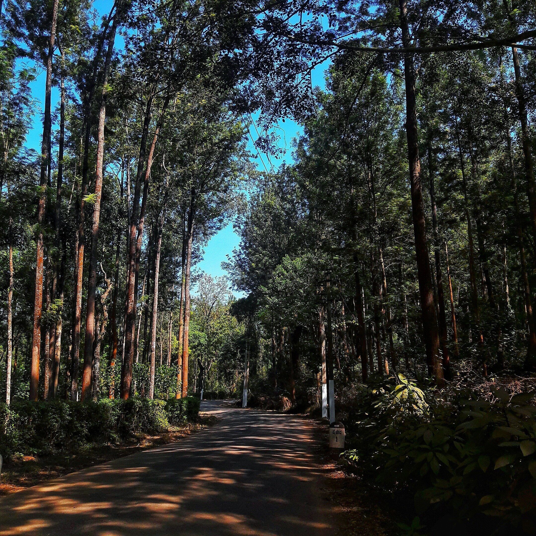 A forest road flanked by tall trees with sunlight filtering through the canopy.