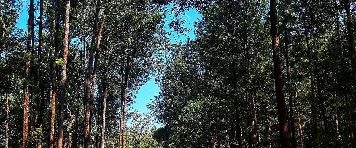 A forest road flanked by tall trees with sunlight filtering through the canopy.