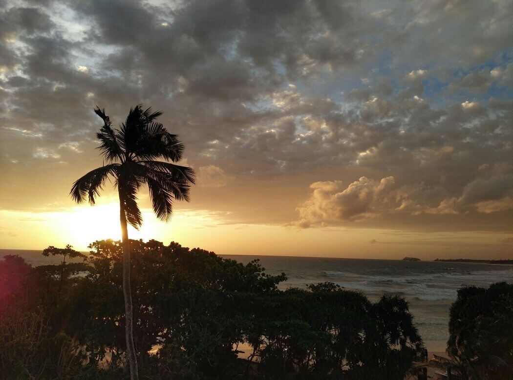 A sunset over the ocean with a palm tree silhouetted against the sky.