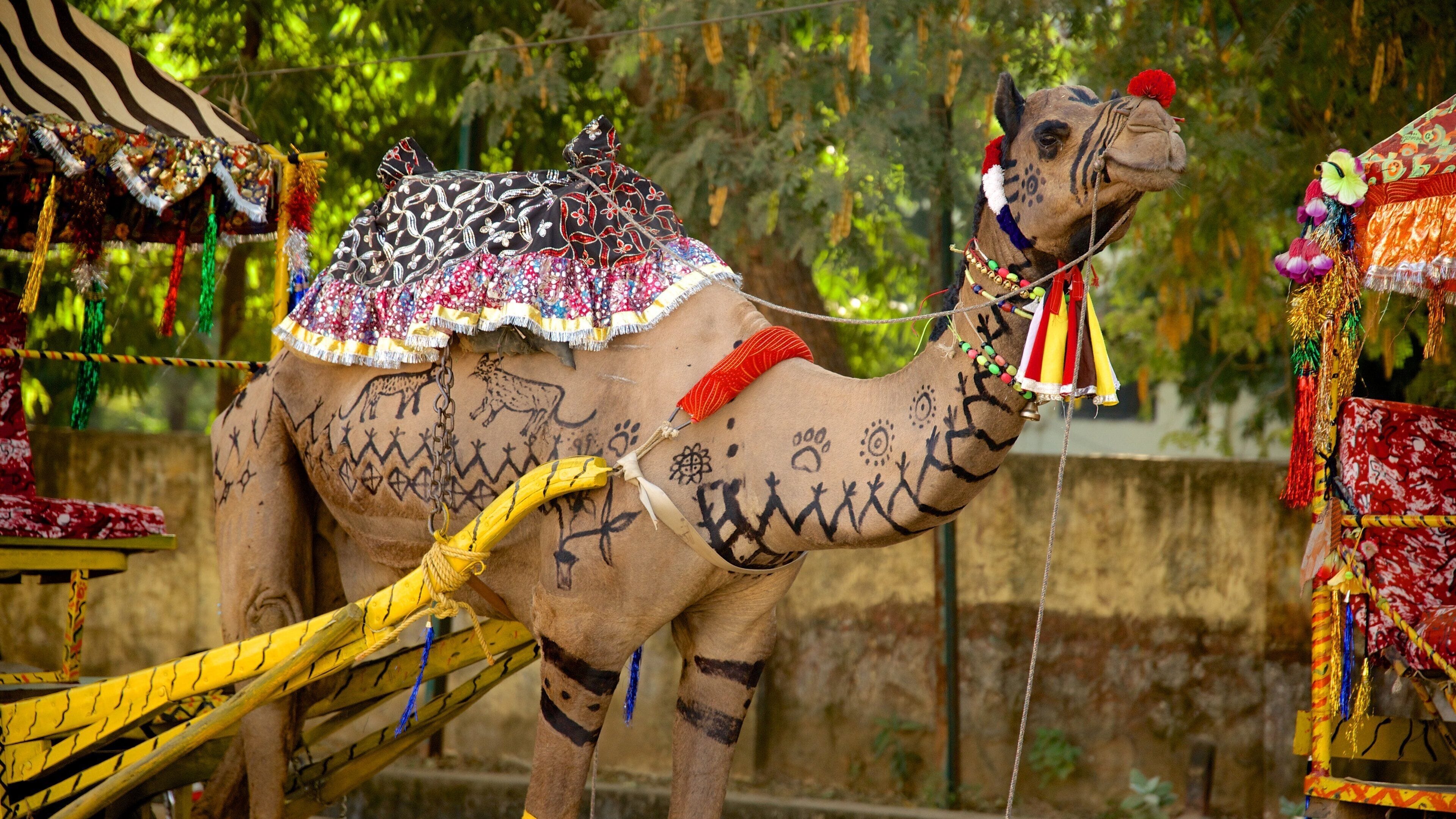 瑟瓦伊馬托布爾 设有 陸上動物