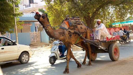 Sawai Madhopur toont landdieren en ook een man