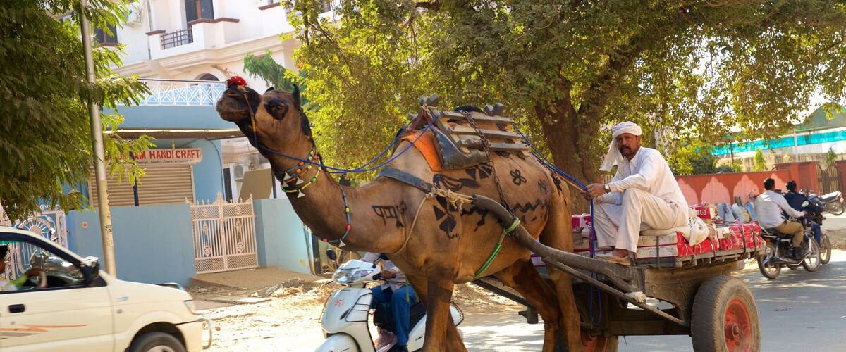 A camel pulling a cart with passengers on a street.
