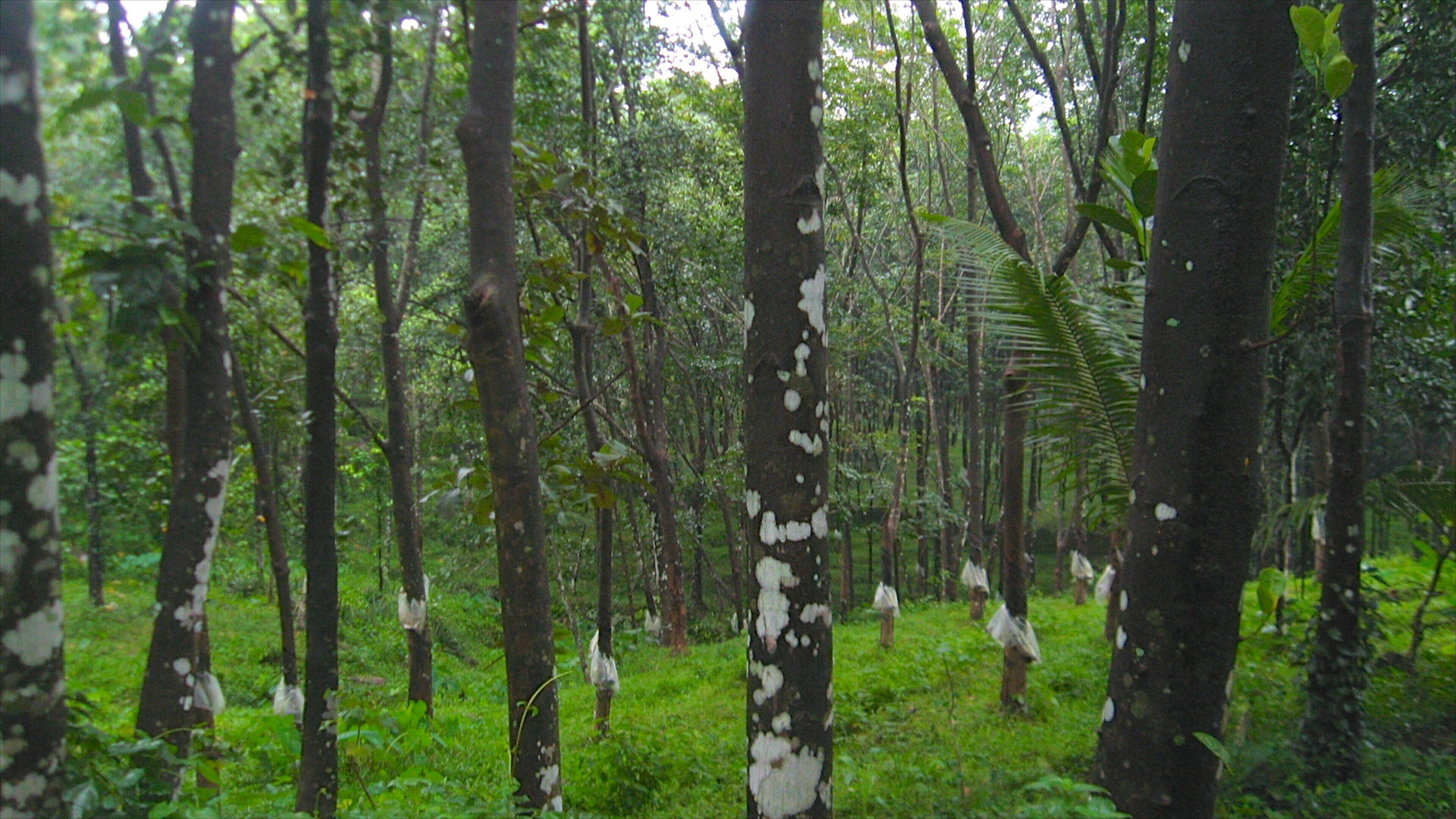 Thekkadi que incluye bosques