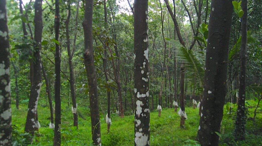 Thekkadi que incluye bosques