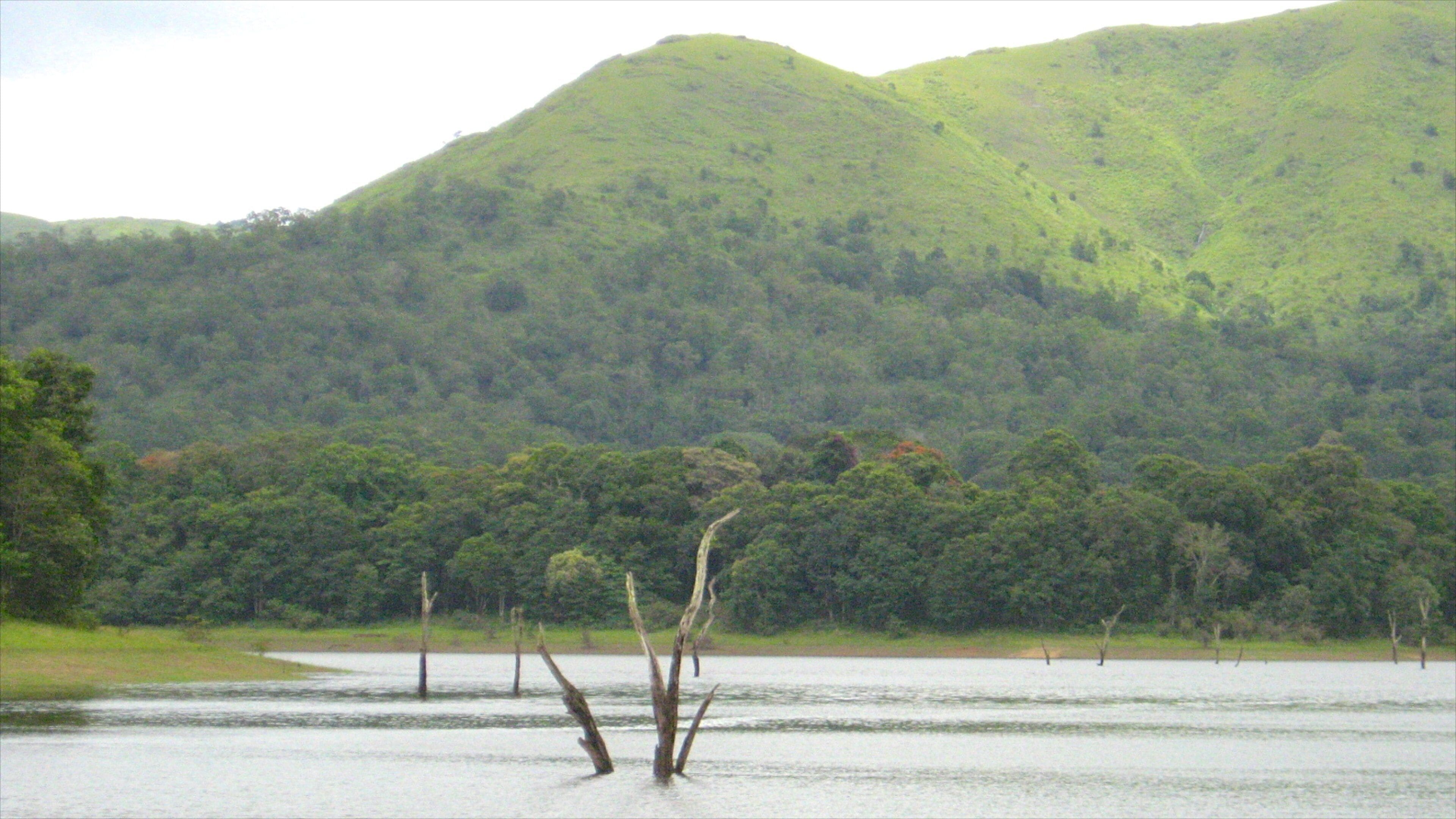 Thekkady featuring forest scenes and a lake or waterhole
