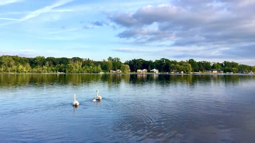 Swan family peacefully swimming in the lake, Michigan. Family life