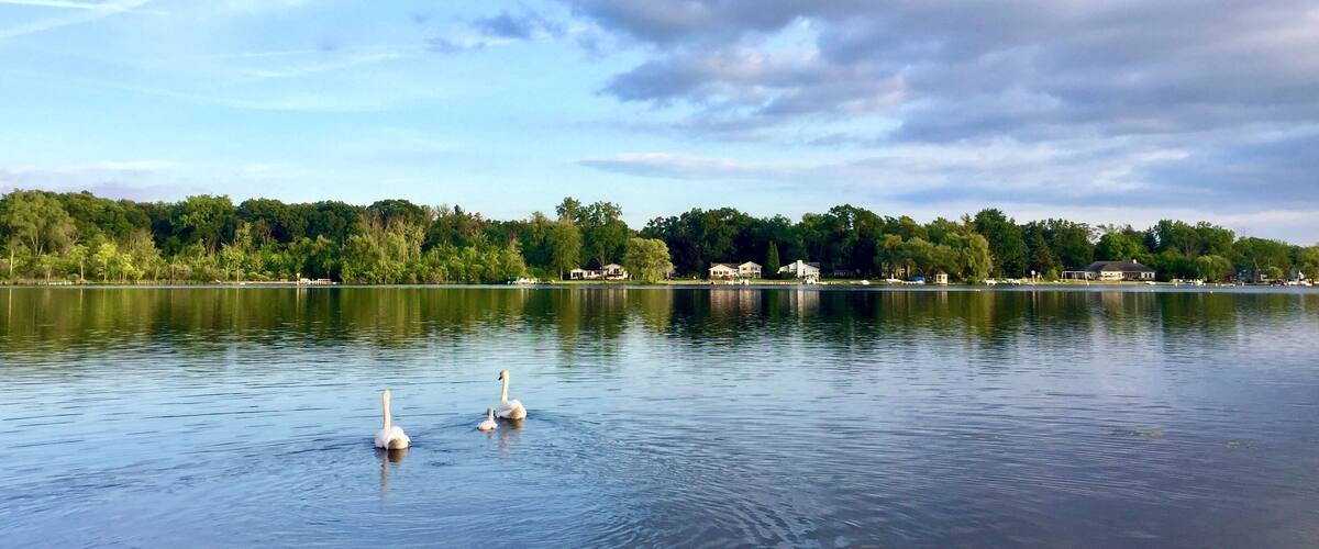 Swan family peacefully swimming in the lake, Michigan. Family life