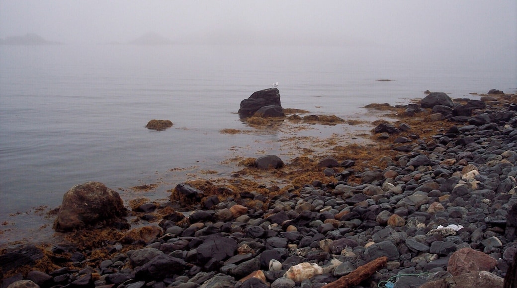 I loved the rugged coast of Newfoundland. we went out to see puffins. #Maritimes #birdwatching
