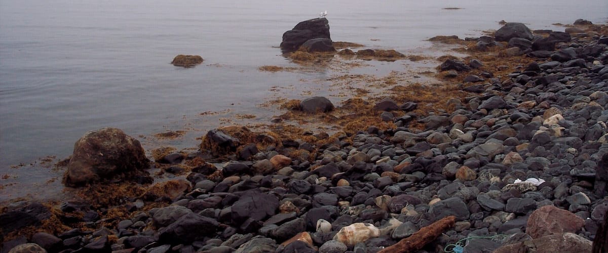 A rocky shoreline with scattered rocks and a bird perched on a rock.