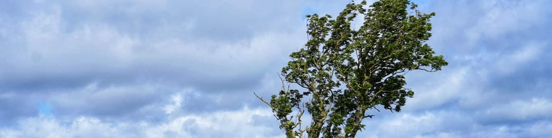 On top of kĂŠllingbjerg stands this lonely tree. There is a beautiful view over lille vildmose from here.