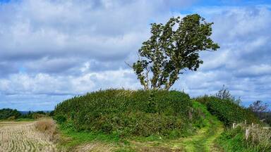 On top of kællingbjerg stands this lonely tree. There is a beautiful view over lille vildmose from here.