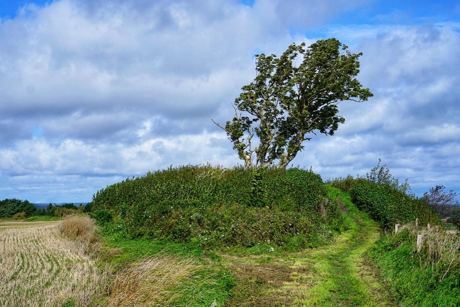 On top of kællingbjerg stands this lonely tree. There is a beautiful view over lille vildmose from here.
