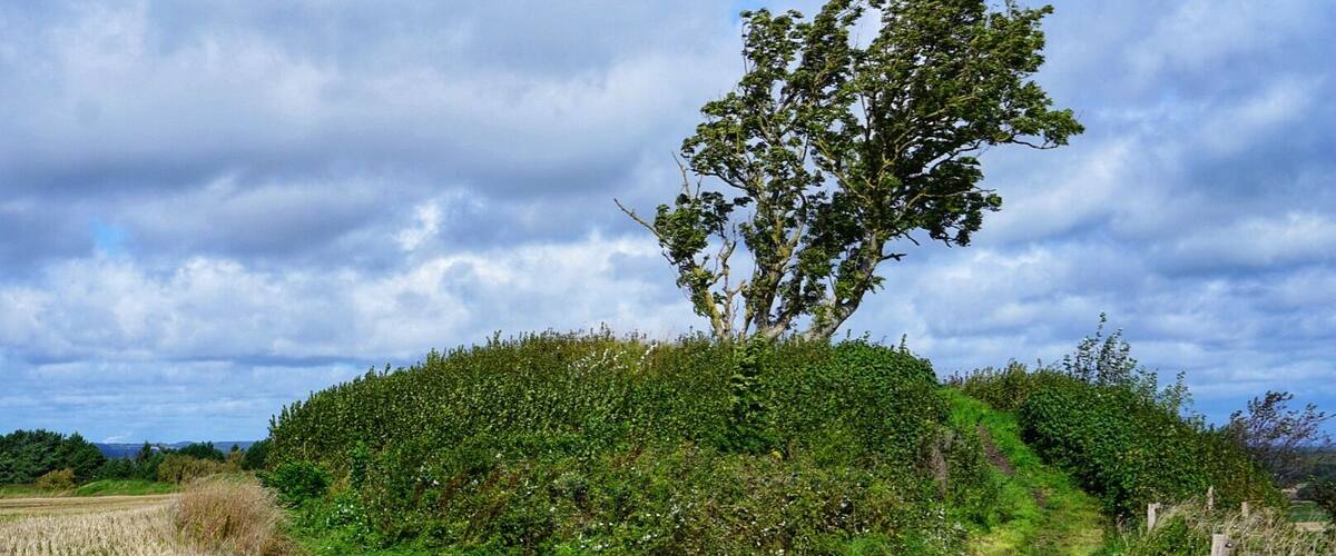 A rural landscape with a prominent tree on a grassy mound, a path leading through the field, and a cloudy sky.