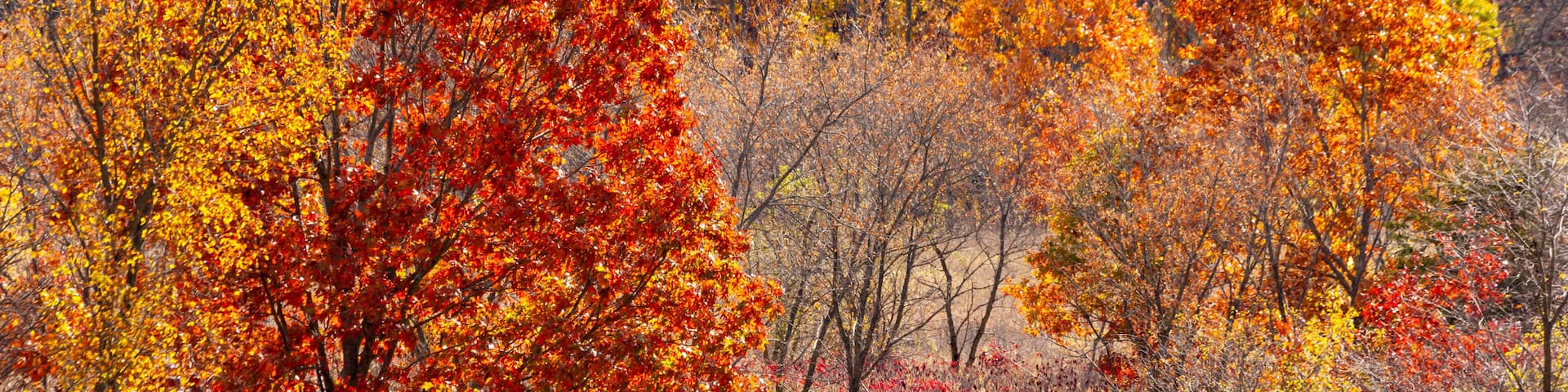 A hiking trail through bright, autumn colored woods.
