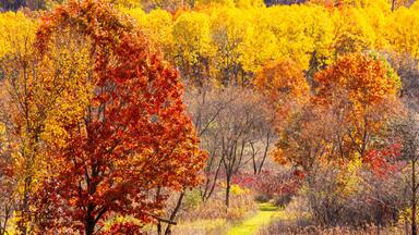 A hiking trail through bright, autumn colored woods.