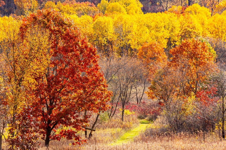 A hiking trail through bright, autumn colored woods.