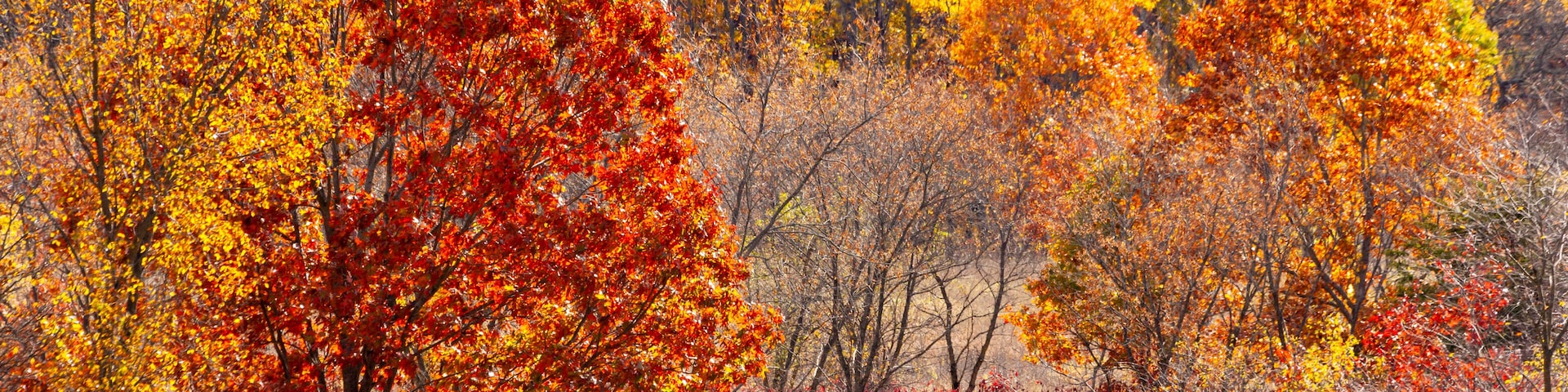 A hiking trail through bright, autumn colored woods.