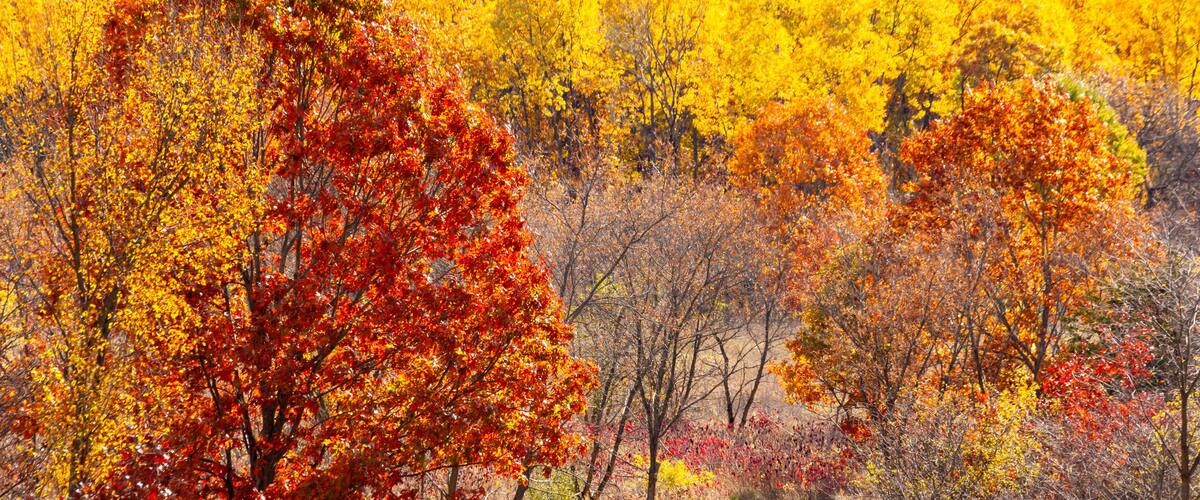 A forest with autumn foliage, a winding path, and a variety of trees.