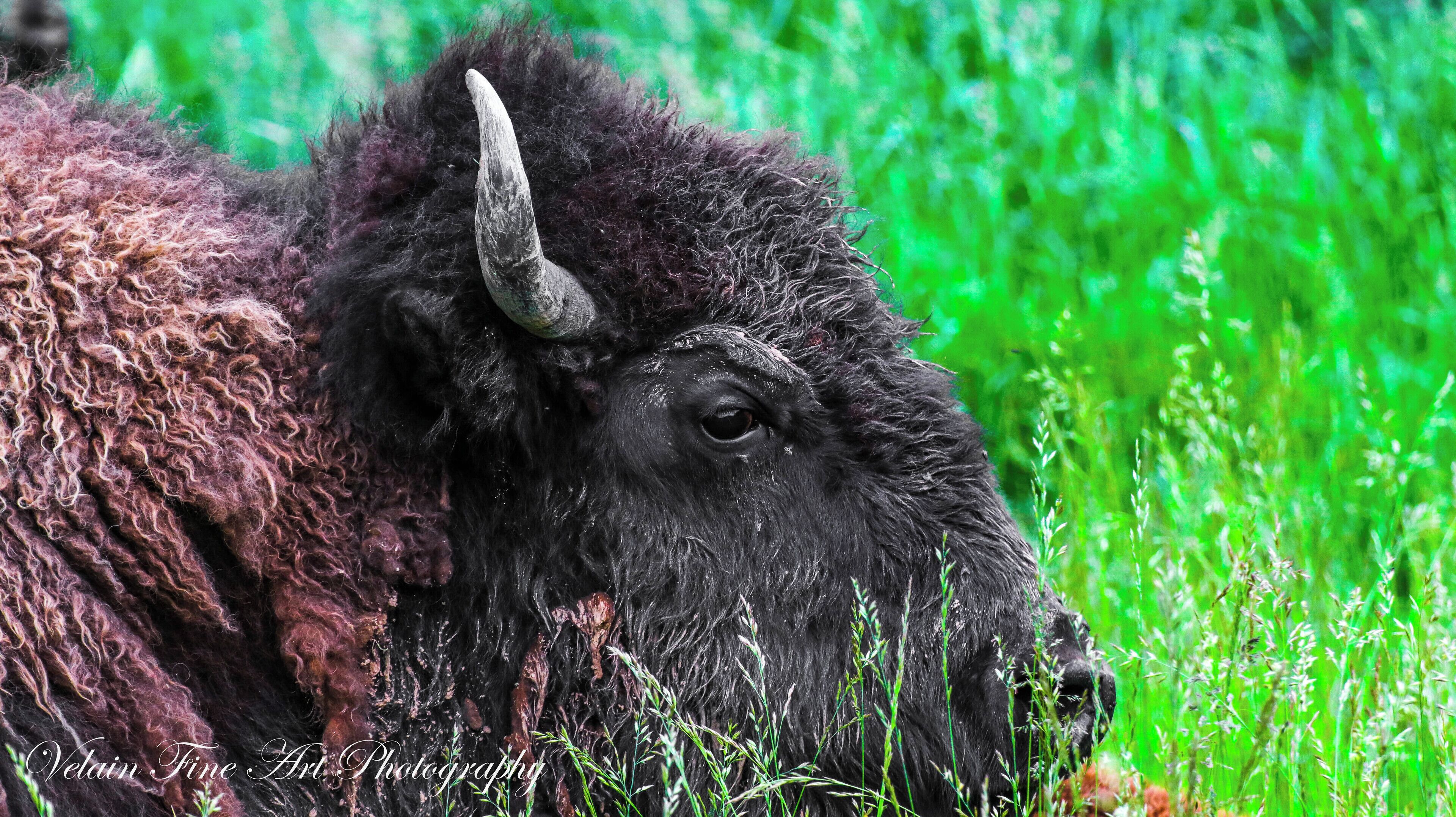 This buffalo was posing for a great shot, so I thought "why not?" 