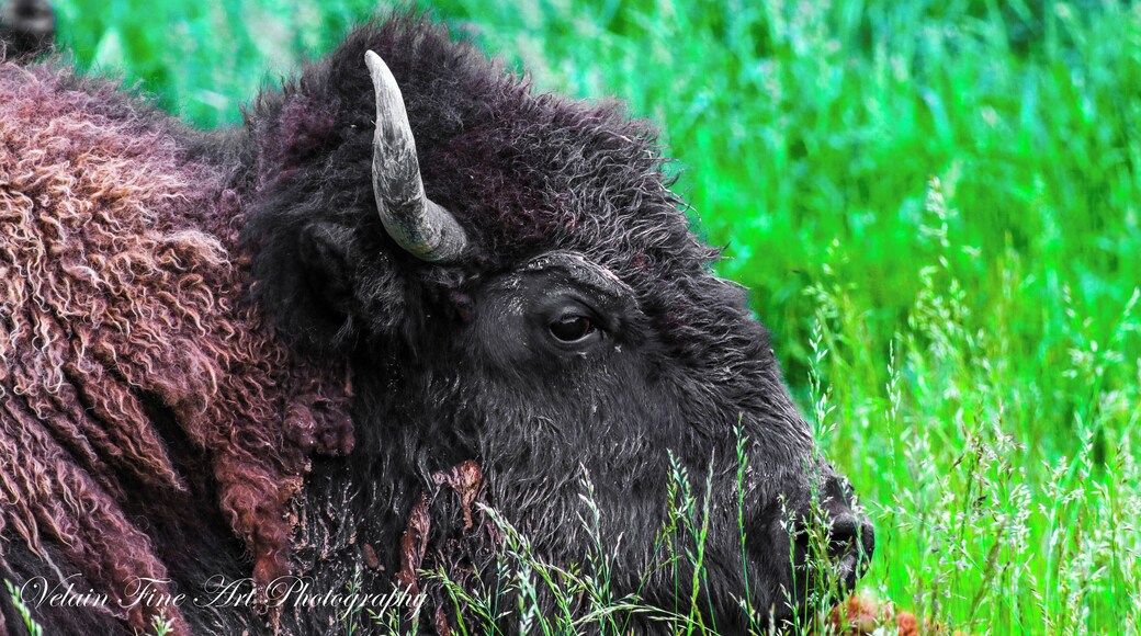 This buffalo was posing for a great shot, so I thought "why not?"