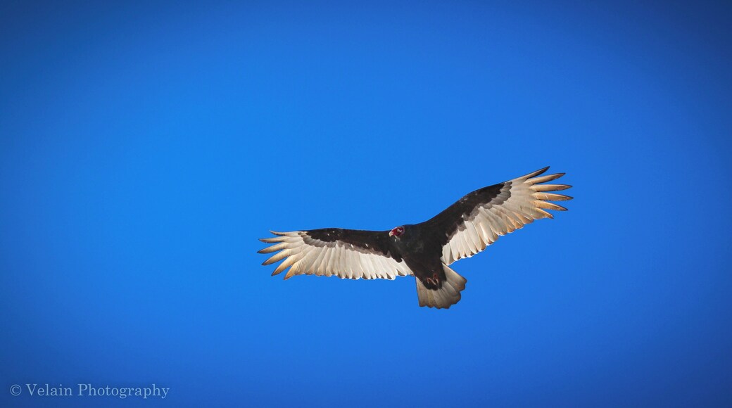 Not bad for an otherwise ugly bird.