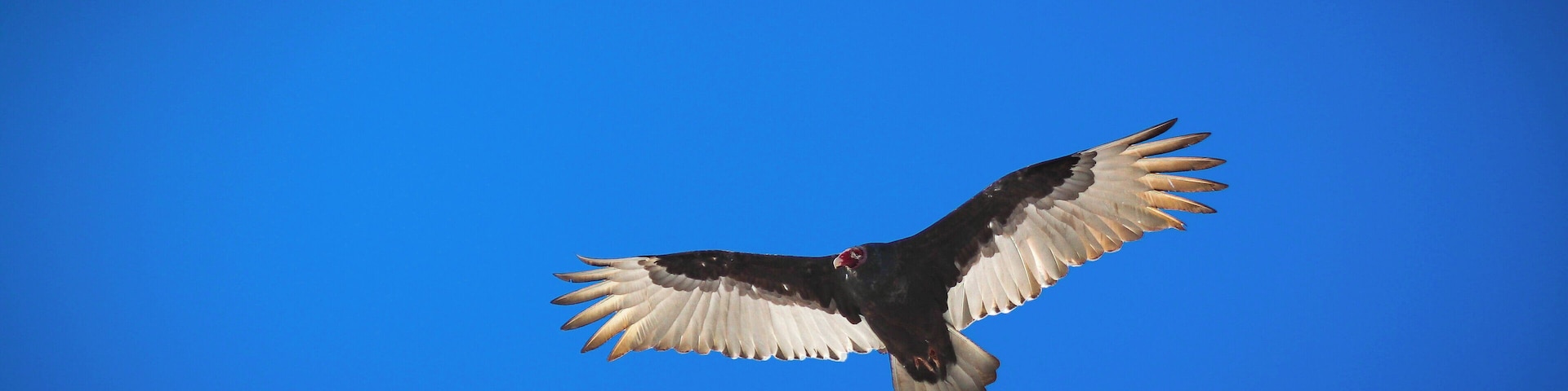 Not bad for an otherwise ugly bird.