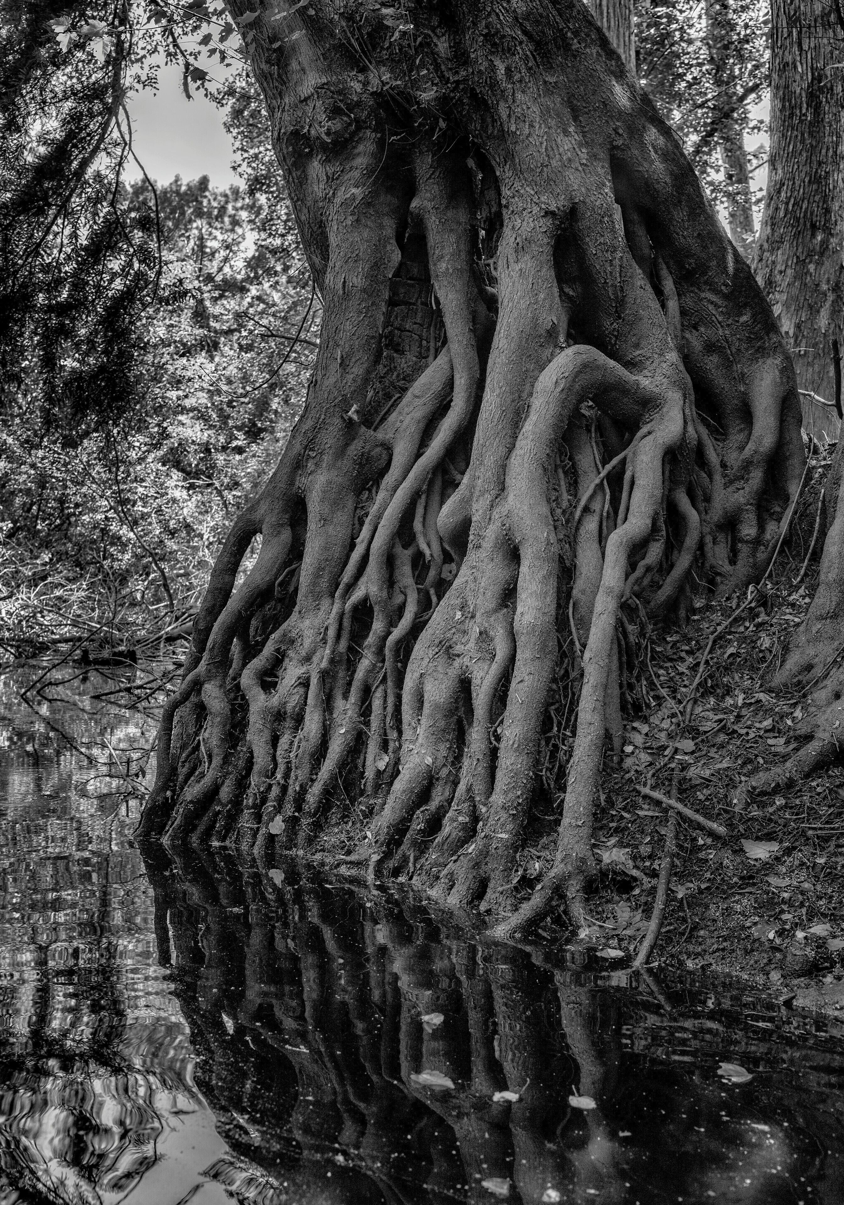 So this was an interesting weekend. It might have involved the Coast Guard, a helicopter, and needing to be rescued, but that was the day before this was taken. 


To try to salvage what was left of this trip, I had heard of a cypress swamp near Savannah. We ended up kayaking around this beautiful swamp and looking up at these mammoth trees with their roots totally exposed. The entire trip is about 8 miles, but where this was taken is a nice small paddle if you are interested.