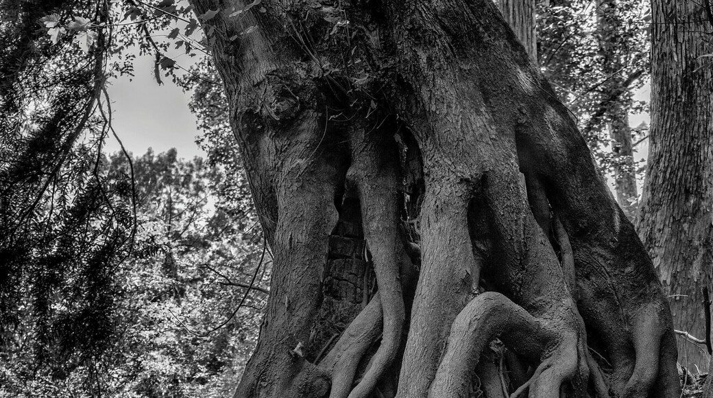 So this was an interesting weekend. It might have involved the Coast Guard, a helicopter, and needing to be rescued, but that was the day before this was taken.
To try to salvage what was left of this trip, I had heard of a cypress swamp near Savannah. We ended up kayaking around this beautiful swamp and looking up at these mammoth trees with their roots totally exposed. The entire trip is about 8 miles, but where this was taken is a nice small paddle if you are interested.