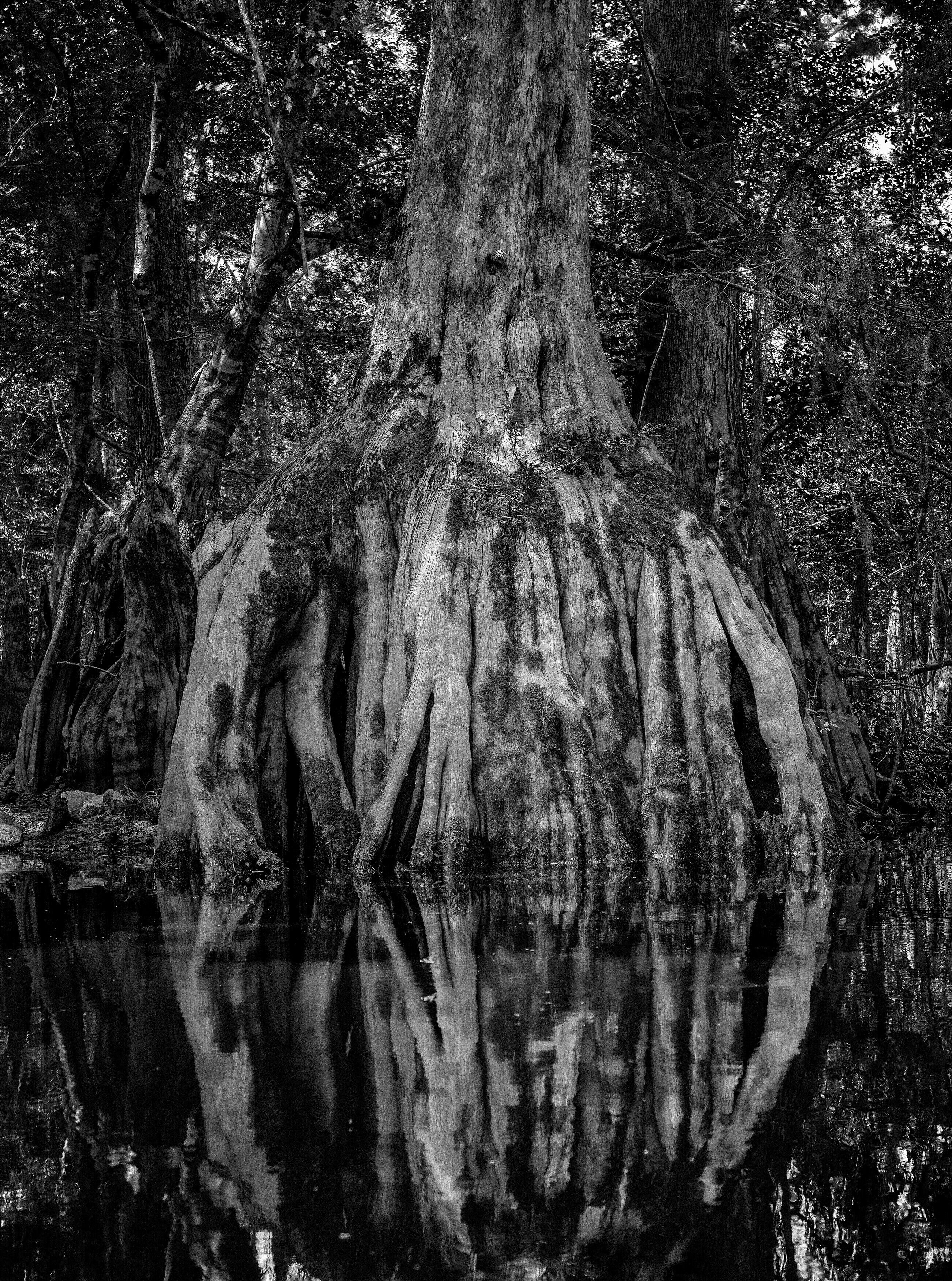 So this was an interesting weekend. It might have involved the Coast Guard, a helicopter, and needing to be rescued, but that was the day before this was taken. 


To try to salvage what was left of this trip, I had heard of a cypress swamp near Savannah. We ended up kayaking around this beautiful swamp and looking up at these mammoth trees with their roots totally exposed. The entire trip is about 8 miles, but where this was taken is a nice small paddle if you are interested. 
