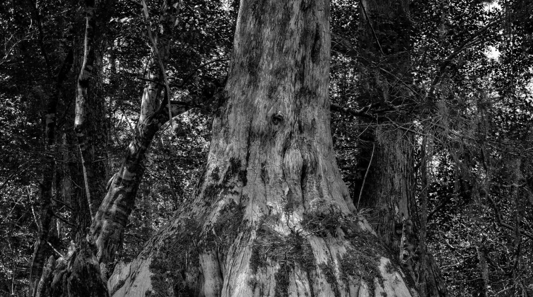 So this was an interesting weekend. It might have involved the Coast Guard, a helicopter, and needing to be rescued, but that was the day before this was taken.
To try to salvage what was left of this trip, I had heard of a cypress swamp near Savannah. We ended up kayaking around this beautiful swamp and looking up at these mammoth trees with their roots totally exposed. The entire trip is about 8 miles, but where this was taken is a nice small paddle if you are interested.