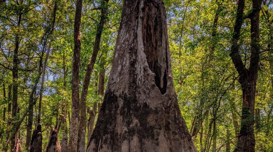 So this was an interesting weekend. It might have involved the Coast Guard, a helicopter, and needing to be rescued, but that was the day before this was taken.
To try to salvage what was left of this trip, I had heard of a cypress swamp near Savannah. We ended up kayaking around this beautiful swamp and looking up at these mammoth trees with their roots totally exposed. The entire trip is about 8 miles, but where this was taken is a nice small paddle if you are interested.