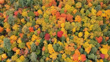 Vista aérea de uma floresta densa com diversas árvores exibindo folhagem de outono em tons de verde, amarelo, laranja e vermelho.