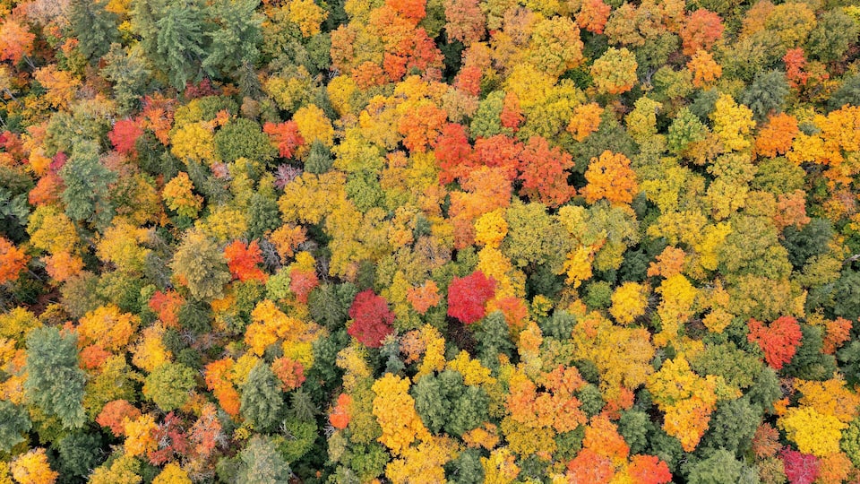 An aerial view of a dense forest with various trees displaying autumn foliage in shades of green, yellow, orange, and red.