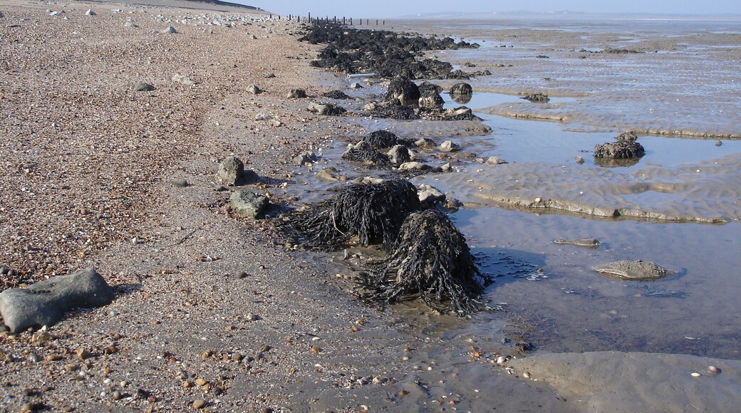 Shoreline on the south side of the Swale - looking west